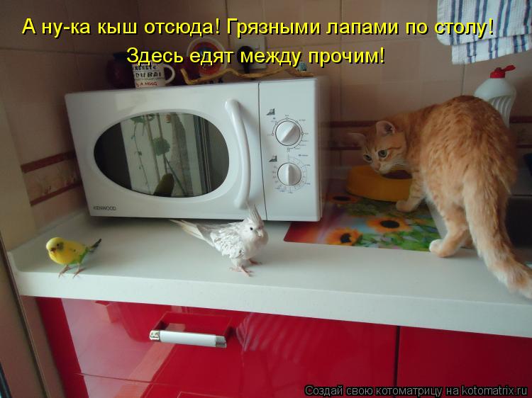 Котоматрица: А ну-ка кыш отсюда! Грязными лапами по столу! Здесь едят между прочим!