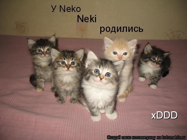 У Neko Neki родились xDDD... Котоматрица: У Neko Neki родились xDDD