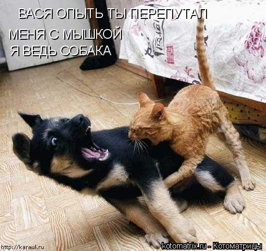 ВАСЯ ОПЫТЬ ТЫ ПЕРЕПУТАЛ МЕНЯ С МЫШКОЙ Я ВЕДЬ СОБАКА... Котоматрица: ВАСЯ ОПЫТЬ ТЫ ПЕРЕПУТАЛ МЕНЯ С МЫШКОЙ Я ВЕДЬ СОБАКА