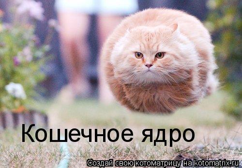 Кошечное ядро... Котоматрица: Кошечное ядро