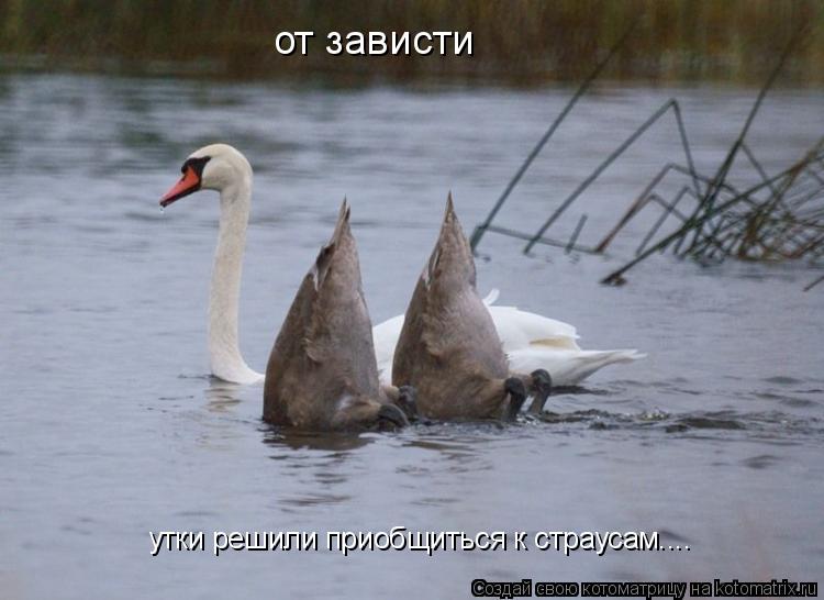 от зависти утки решили приобщиться к страусам....... Котоматрица: от зависти утки решили приобщиться к страусам....