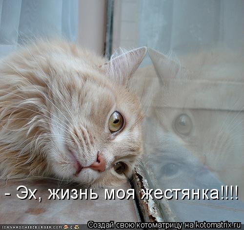 - Эх, жизнь моя жестянка!!!!... Котоматрица: - Эх, жизнь моя жестянка!!!!