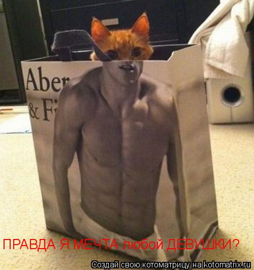 ПРАВДА Я МЕЧТА любой ДЕВУШКИ?... Котоматрица: ПРАВДА Я МЕЧТА любой ДЕВУШКИ?
