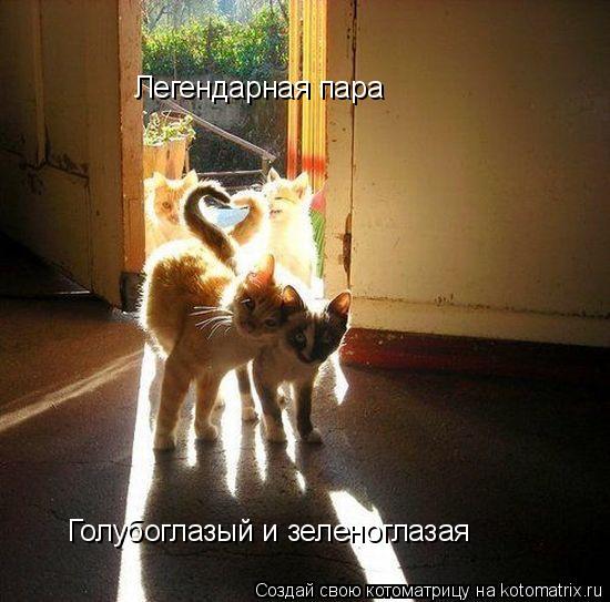 Легендарная пара Голубоглазый и зеленоглазая... Котоматрица: Легендарная пара Голубоглазый и зеленоглазая