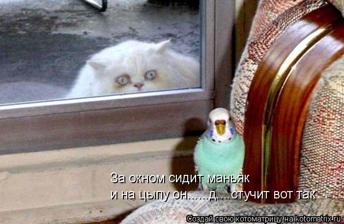 За окном сидит маньяк и на цыпу он......д....стучит вот так... Котоматрица: За окном сидит маньяк и на цыпу он......д....стучит вот так