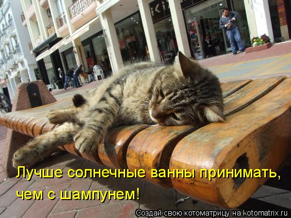 Котоматрица: Лучше солнечные ванны принимать, чем с шампунем!