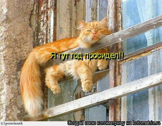 Я тут год просидел!! Я тут год просидел!! Я тут год просидел!!... Котоматрица: Я тут год просидел!! Я тут год просидел!! Я тут год просидел!!