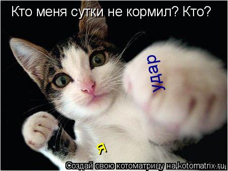 Кто меня сутки не кормил? Кто? я удар... Котоматрица: Кто меня сутки не кормил? Кто? я удар