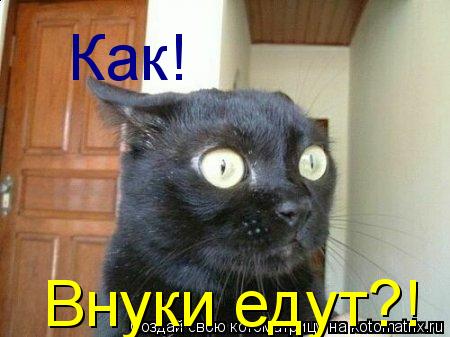 Внуки едут?! Как!... Котоматрица: Внуки едут?! Как!