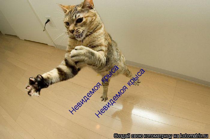 Невидемоя крыса Невидемоя крыса... Котоматрица: Невидемоя крыса Невидемоя крыса