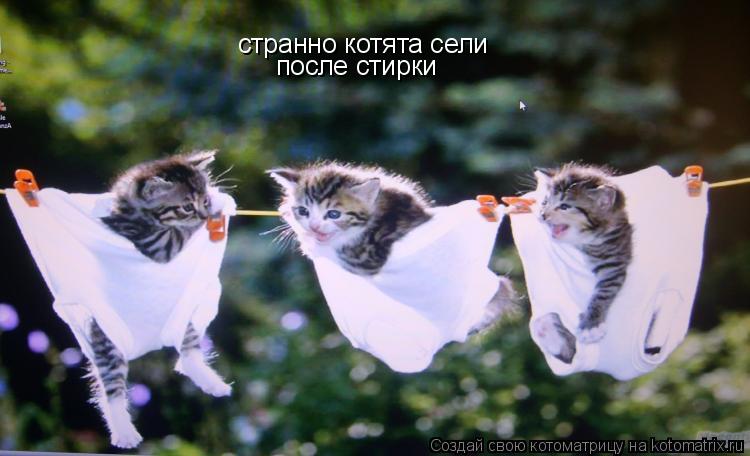 Котоматрица: странно котята сели  после стирки