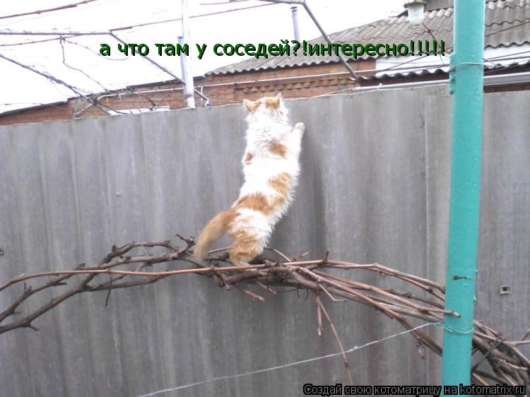 Котоматрица: а что там у соседей?!интересно!!!!!