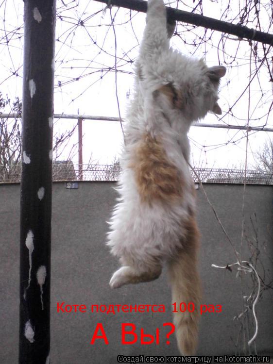 Котоматрица: Коте подтенетса 100 раз А Вы?