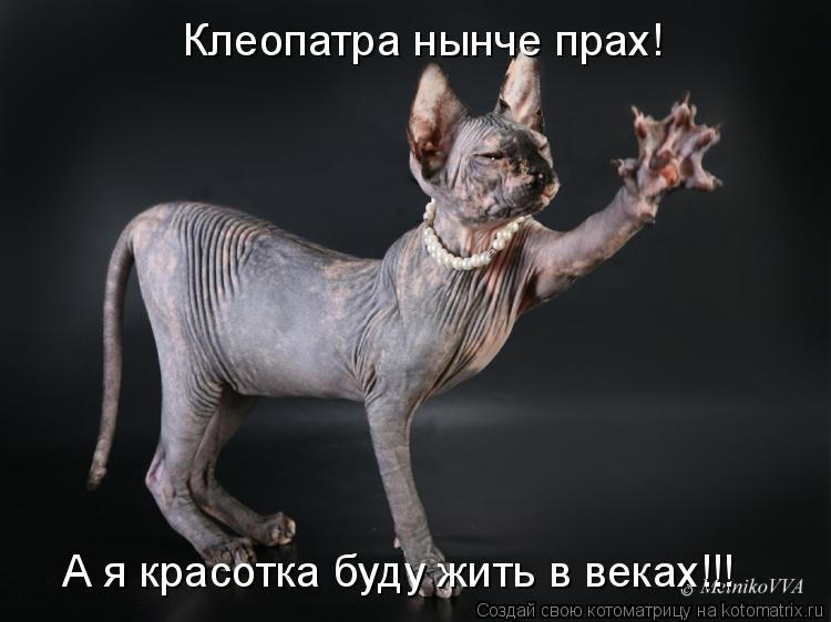 Клеопатра нынче прах! А я красотка буду жить в веках!!!... Котоматрица: Клеопатра нынче прах! А я красотка буду жить в веках!!!