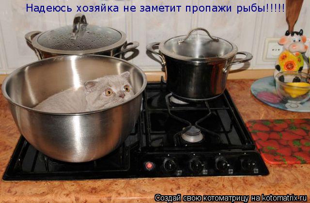 Котоматрица: Надеюсь хозяйка не заметит пропажи рыбы!!!!!