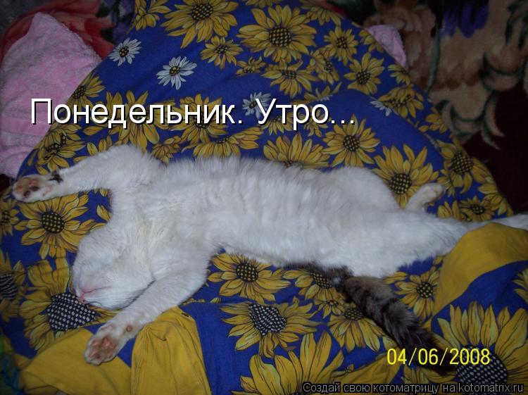Понедельник. Утро...... Котоматрица: Понедельник. Утро...