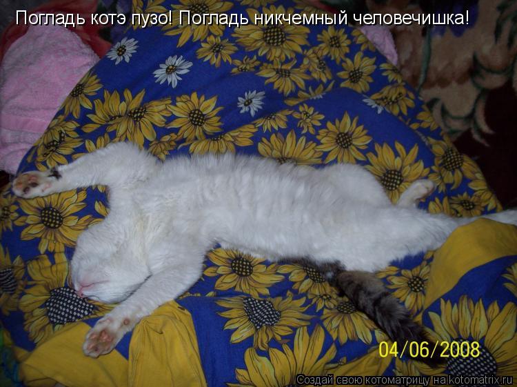 Котоматрица: Погладь котэ пузо! Погладь никчемный человечишка!