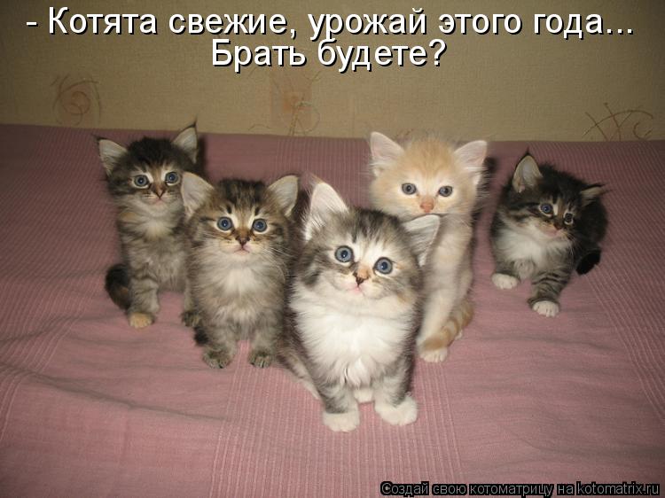 - Котята свежие, урожай этого года... Брать будете?... Котоматрица: - Котята свежие, урожай этого года... Брать будете?