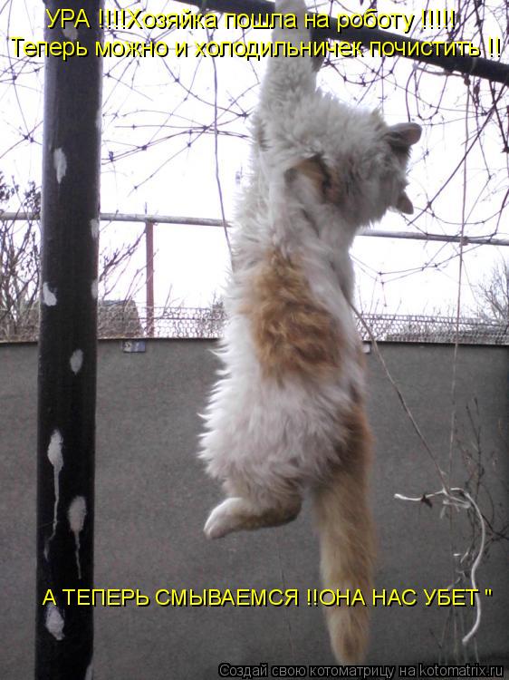 Котоматрица: УРА !!!!Хозяйка пошла на роботу !!!!! Теперь можно и холодильничек почистить !! А ТЕПЕРЬ СМЫВАЕМСЯ !!ОНА НАС УБЕТ "