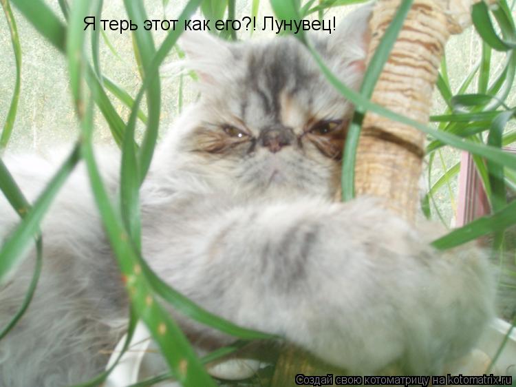 Котоматрица: Я терь этот как его?! Лунувец!