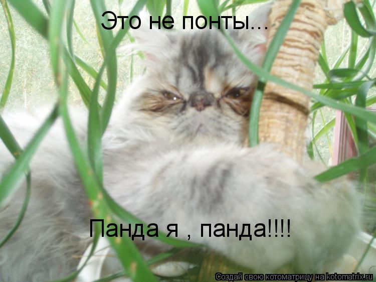 Это не понты... Панда я , панда!!!!... Котоматрица: Это не понты... Панда я , панда!!!!