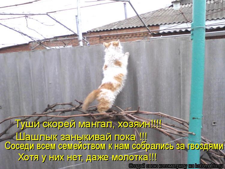 Хотя у них нет, даже молотка!!! Соседи всем семейством к нам собрались за гвоздями Туши скорей мангал... Котоматрица: Хотя у них нет, даже молотка!!! Соседи всем семейством к нам собрались за гвоздями Туши скорей мангал, хозяин!!!! Шашлык заныкивай пока !!!
