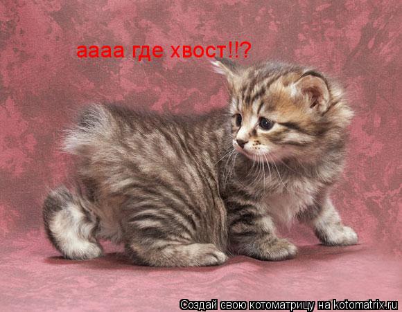 Котоматрица: аааа где хвост!!?