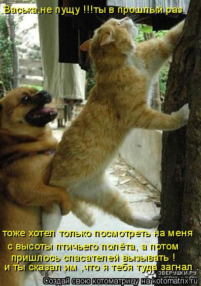 Васька,не пущу !!!ты в прошлый раз тоже хотел только посмотреть на меня с высоты птичьего полёта, ... Котоматрица: Васька,не пущу !!!ты в прошлый раз тоже хотел только посмотреть на меня с высоты птичьего полёта, а потом пришлось спасателей вызывать ! и