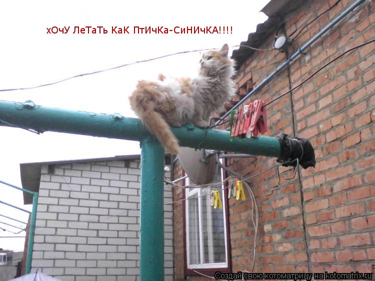 Котоматрица: хОчУ ЛеТаТь КаК ПтИчКа-СиНИчКА!!!!