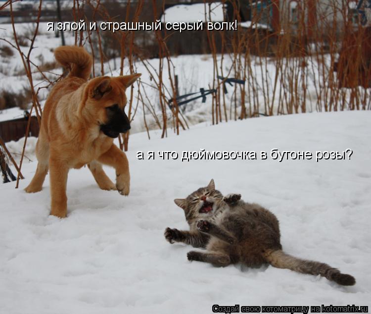 Котоматрица: я злой и страшный серый волк! а я что дюймовочка в бутоне розы?