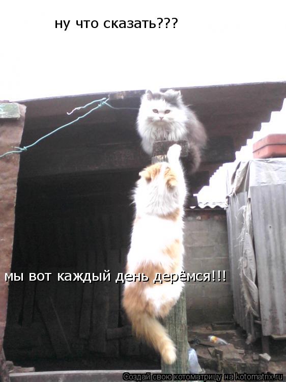 ну что сказать??? мы вот каждый день дерёмся!!!... Котоматрица: ну что сказать??? мы вот каждый день дерёмся!!!