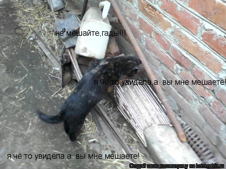 не мешайте,гады!!! я чё то увидела,а вы мне мешаете! я чё то увидела,а вы мне мешаете!... Котоматрица: не мешайте,гады!!! я чё то увидела,а вы мне мешаете! я чё то увидела,а вы мне мешаете!