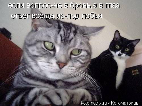 если вопрос-не в бровь,а в глаз, ответ всегда из-под лобья... Котоматрица: если вопрос-не в бровь,а в глаз, ответ всегда из-под лобья