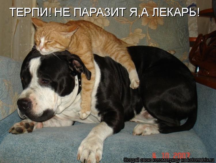 ТЕРПИ! НЕ ПАРАЗИТ Я,А ЛЕКАРЬ!... Котоматрица: ТЕРПИ! НЕ ПАРАЗИТ Я,А ЛЕКАРЬ!