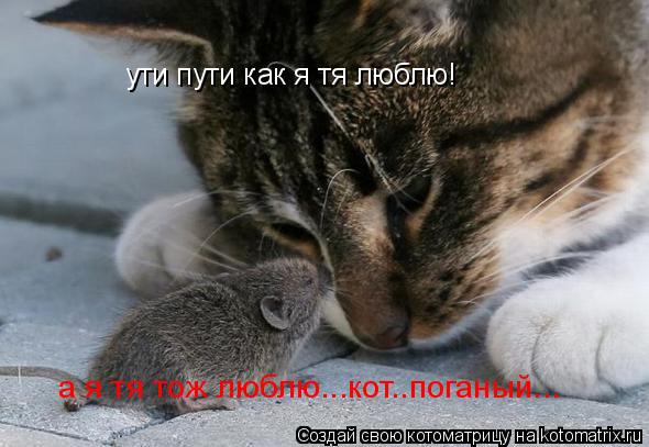 ути пути как я тя люблю! а я тя тож люблю...кот..поганый...... Котоматрица: ути пути как я тя люблю! а я тя тож люблю...кот..поганый...