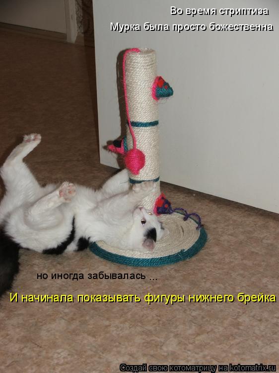 Котоматрица: Во время стриптиза Мурка была просто божественна но иногда забывалась ... И начинала показывать фигуры нижнего брейка