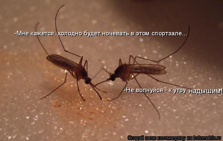 Котоматрица: -Мне кажется, холодно будет ночевать в этом спортзале... -Не волнуйся - к утру надышим!