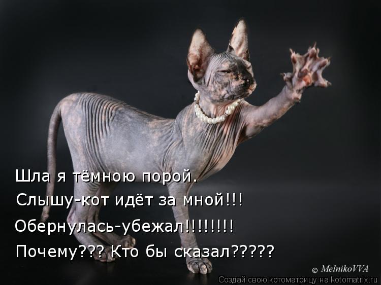 Шла я тёмною порой. Слышу-кот идёт за мной!!! Обернулась-убежал!!!!!!!! Почему??? Кто бы сказал?????... Котоматрица: Шла я тёмною порой. Слышу-кот идёт за мной!!! Обернулась-убежал!!!!!!!! Почему??? Кто бы сказал?????