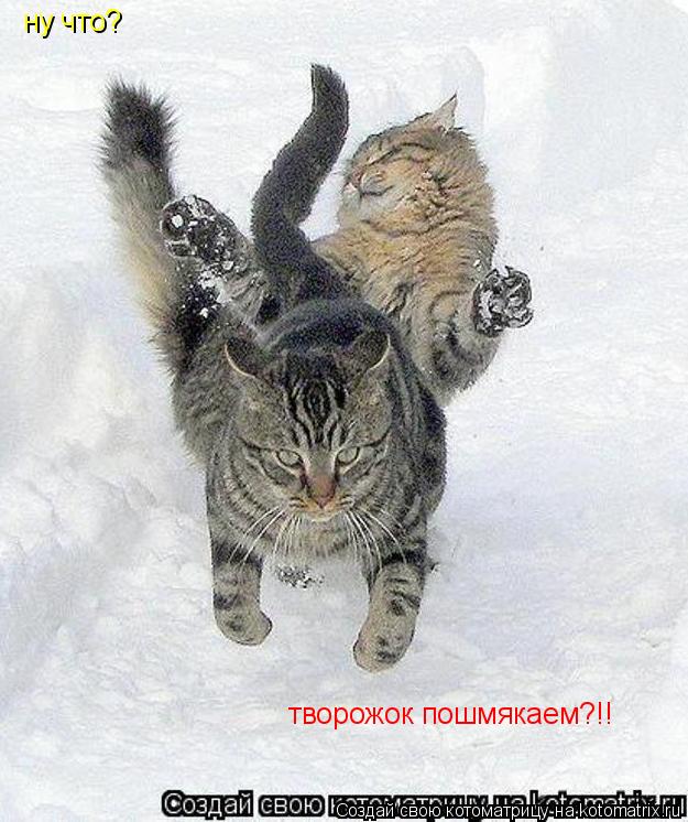 ну что? творожок пошмякаем?!!... Котоматрица: ну что? творожок пошмякаем?!!