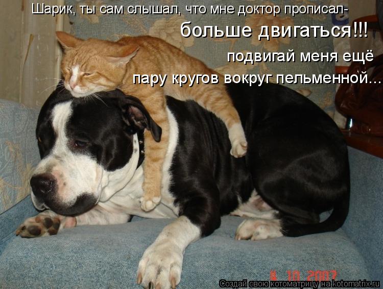 Котоматрица: Шарик, ты сам слышал, что мне доктор прописал-  больше двигаться!!! подвигай меня ещё  пару кругов вокруг пельменной....