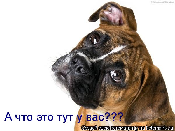 Котоматрица: А что это тут у вас???
