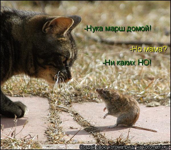 Котоматрица: -Нука марш домой! -Но мама? -Ни каких НО!