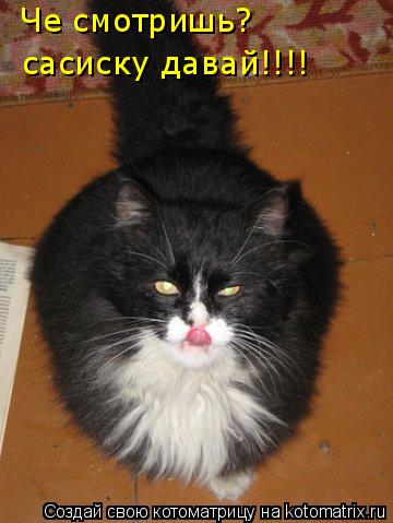 Котоматрица: Че смотришь?  сасиску давай!!!!