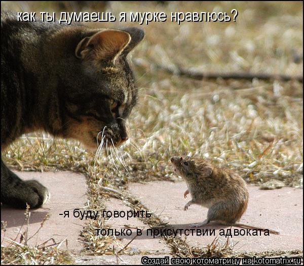 Котоматрица: как ты думаешь я мурке нравлюсь? -я буду говорить только в присутствии адвоката