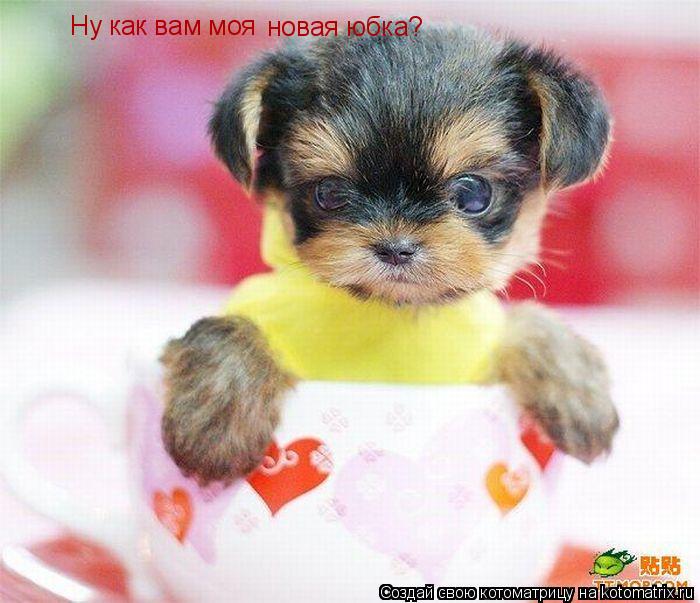 Котоматрица: Ну как вам моя новая юбка?