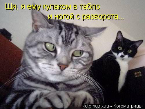 Котоматрица: Щя, я ему кулаком в табло и ногой с разворота...