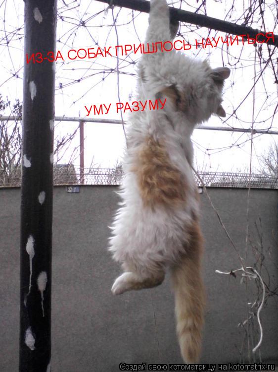 ИЗ-ЗА СОБАК ПРИШЛОСЬ НАУЧИТЬСЯ ПОДТЯГИВАТЬСЯ!!! ИЗ-ЗА СОБАК ПРИШЛОСЬ НАУЧИТЬСЯ ПОДТЯГИВАТЬСЯ!!! УМУ Р... Котоматрица: ИЗ-ЗА СОБАК ПРИШЛОСЬ НАУЧИТЬСЯ ПОДТЯГИВАТЬСЯ!!! ИЗ-ЗА СОБАК ПРИШЛОСЬ НАУЧИТЬСЯ ПОДТЯГИВАТЬСЯ!!! УМУ РАЗУМУ