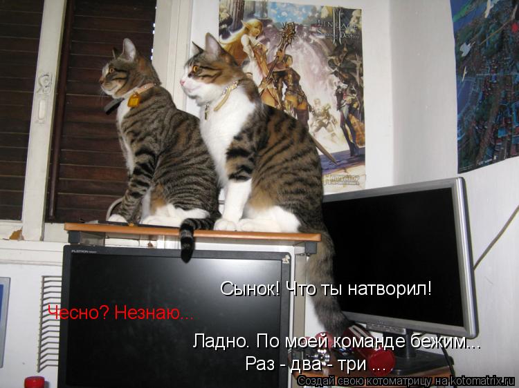 Сынок! Что ты натворил! Чесно? Незнаю... Ладно. По моей команде бежим... Раз - два - три ...... Котоматрица: Сынок! Что ты натворил! Чесно? Незнаю... Ладно. По моей команде бежим... Раз - два - три ...