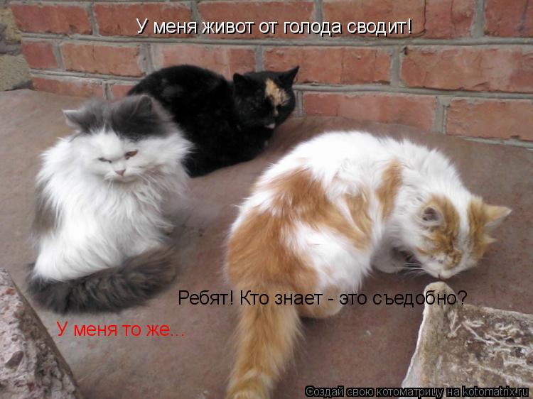 У меня живот от голода сводит! У меня то же... Ребят! Кто знает - это съедобно?... Котоматрица: У меня живот от голода сводит! У меня то же... Ребят! Кто знает - это съедобно?