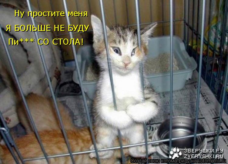Ну простите меня Я БОЛЬШЕ НЕ БУДУ Пи*** СО СТОЛА!... Котоматрица: Ну простите меня Я БОЛЬШЕ НЕ БУДУ Пи*** СО СТОЛА!